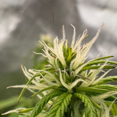 Fat Banana Auto #1 -89g growlog photo: 20:15