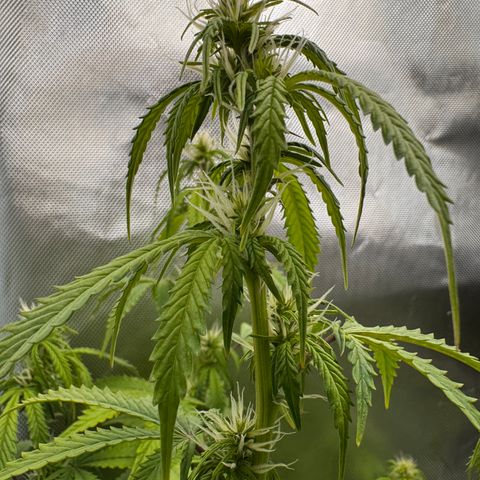 Fat Banana Auto #1 -89g growlog photo: 20:15