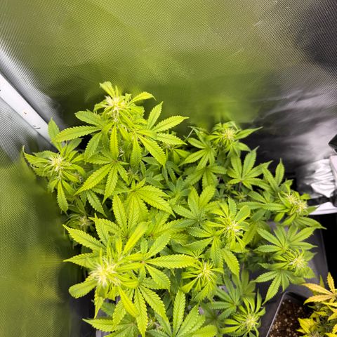 Fat Banana Auto #1 -89g growlog photo: 20:15