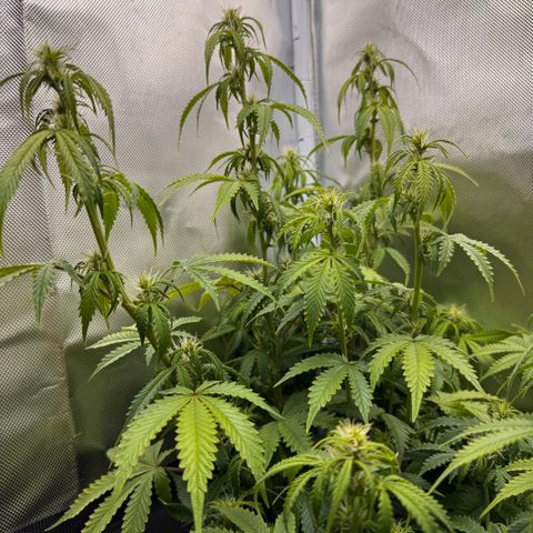 Fat Banana Auto #1 -89g growlog photo: 20:15