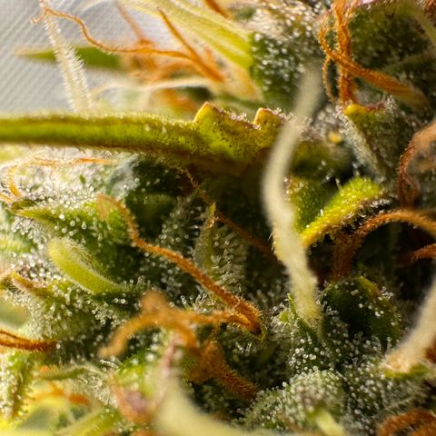 Cookies Gelato Auto #1 -41,5g growlog photo: 20:17