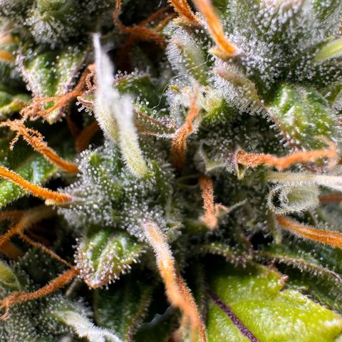 Cookies Gelato Auto #1 -41,5g growlog photo: 20:17