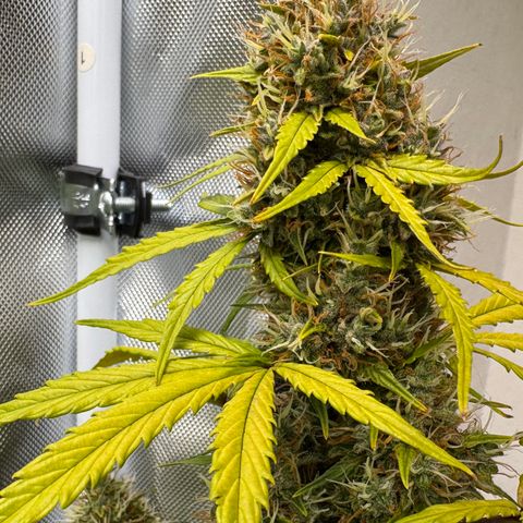 Cookies Gelato Auto #1 -41,5g growlog photo: 20:17