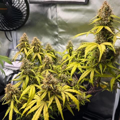 Cookies Gelato Auto #1 -41,5g growlog photo: 20:17