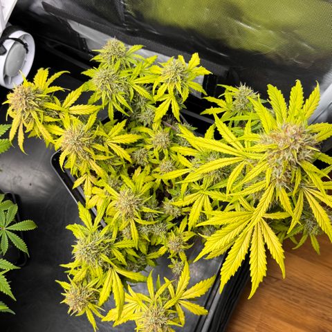 Cookies Gelato Auto #1 -41,5g growlog photo: 20:17