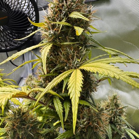 Cookies Gelato Auto #1 -41,5g growlog photo: 20:17