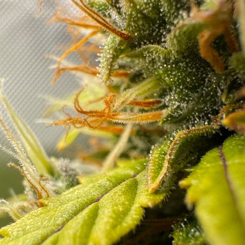 Cookies Gelato Auto #1 -41,5g growlog photo: 20:17