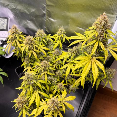 Cookies Gelato Auto #1 -41,5g growlog photo: 20:17