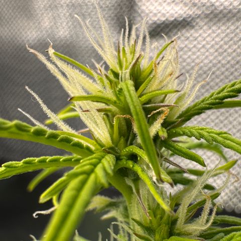 Fat Banana Auto #1 -89g growlog photo: 15:10