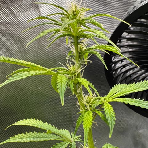 Fat Banana Auto #1 -89g growlog photo: 15:10