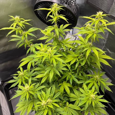 Fat Banana Auto #1 -89g growlog photo: 15:10