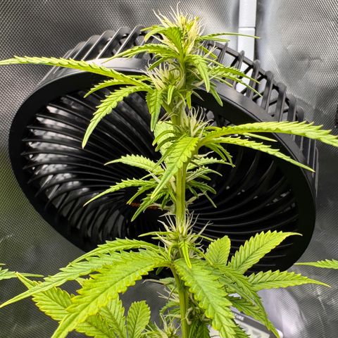 Fat Banana Auto #1 -89g growlog photo: 15:10