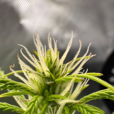 Fat Banana Auto #1 -89g growlog photo: 15:10