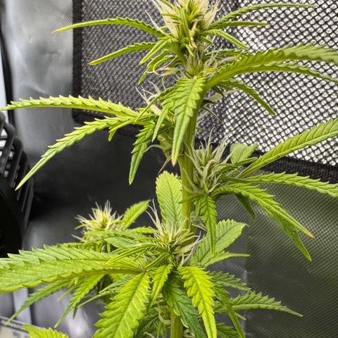 Fat Banana Auto #1 -89g growlog photo: 15:10