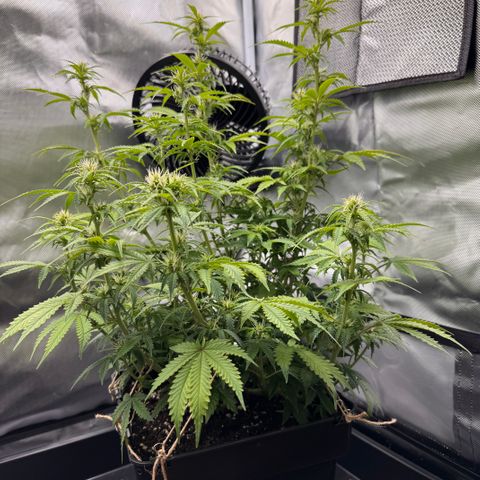 Fat Banana Auto #1 -89g growlog photo: 15:10