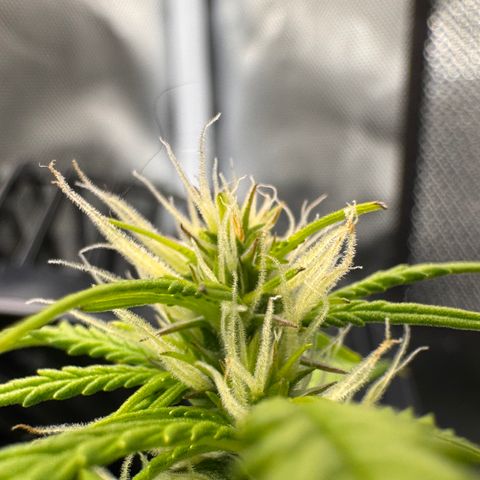 Fat Banana Auto #1 -89g growlog photo: 15:10