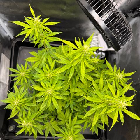 Fat Banana Auto #1 -89g growlog photo: 15:10
