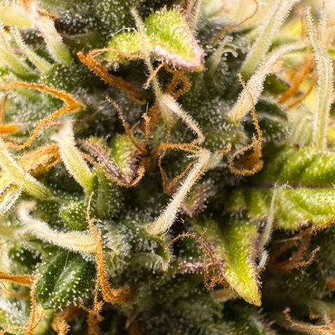 Cookies Gelato Auto #1 -41,5g growlog photo: 16:52