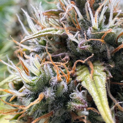 Cookies Gelato Auto #1 -41,5g growlog photo: 16:52