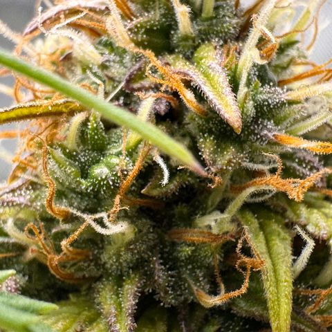 Cookies Gelato Auto #1 -41,5g growlog photo: 16:52