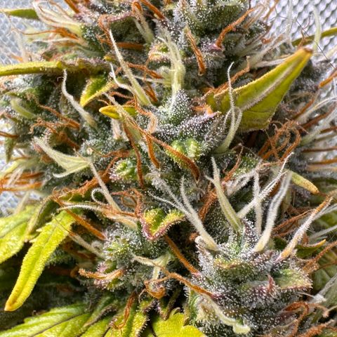 Cookies Gelato Auto #1 -41,5g growlog photo: 16:52