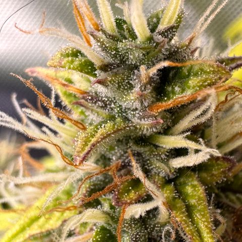 Cookies Gelato Auto #1 -41,5g growlog photo: 16:52
