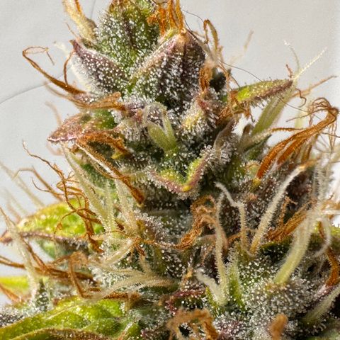 Cookies Gelato Auto #1 -41,5g growlog photo: 16:52