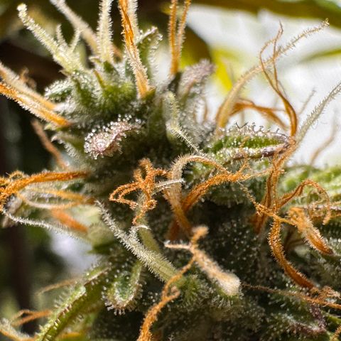 Cookies Gelato Auto #1 -41,5g growlog photo: 16:52