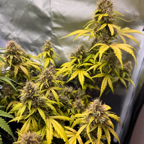 Cookies Gelato Auto #1 -41,5g growlog photo: 16:52