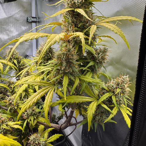 Cookies Gelato Auto #1 -41,5g growlog photo: 16:52