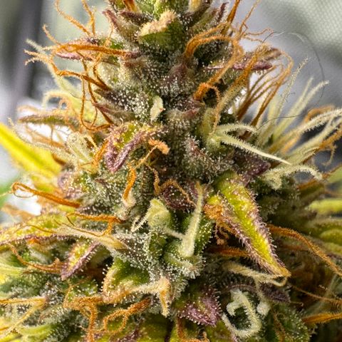 Cookies Gelato Auto #1 -41,5g growlog photo: 16:52