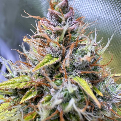 Cookies Gelato Auto #1 -41,5g growlog photo: 15:45