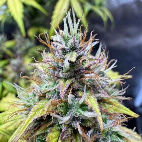 Cookies Gelato Auto #1 -41,5g growlog photo: 15:45