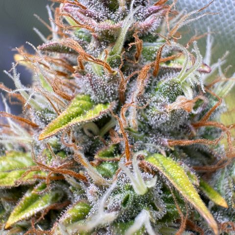 Cookies Gelato Auto #1 -41,5g growlog photo: 15:45