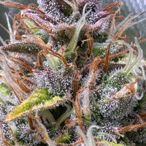 Cookies Gelato Auto #1 -41,5g growlog photo: 15:45