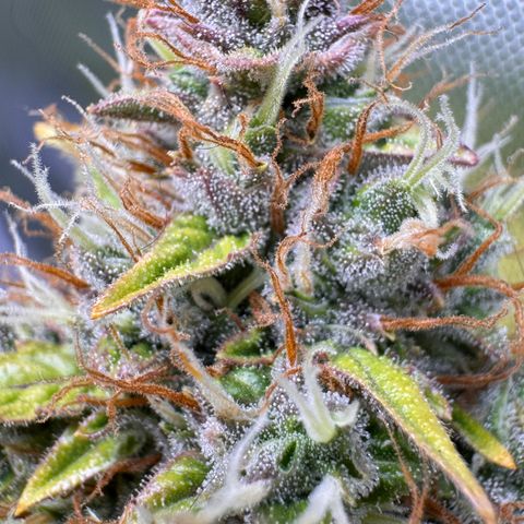 Cookies Gelato Auto #1 -41,5g growlog photo: 15:45