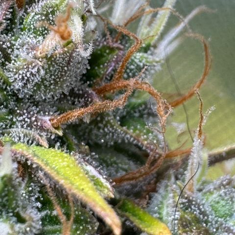 Cookies Gelato Auto #1 -41,5g growlog photo: 15:45