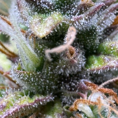 Cookies Gelato Auto #1 -41,5g growlog photo: 15:45
