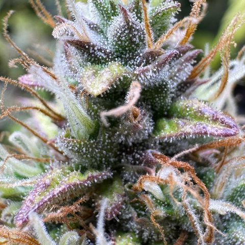 Cookies Gelato Auto #1 -41,5g growlog photo: 15:45