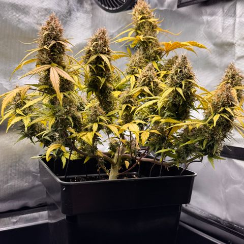 Cookies Gelato Auto #1 -41,5g growlog photo: 15:45