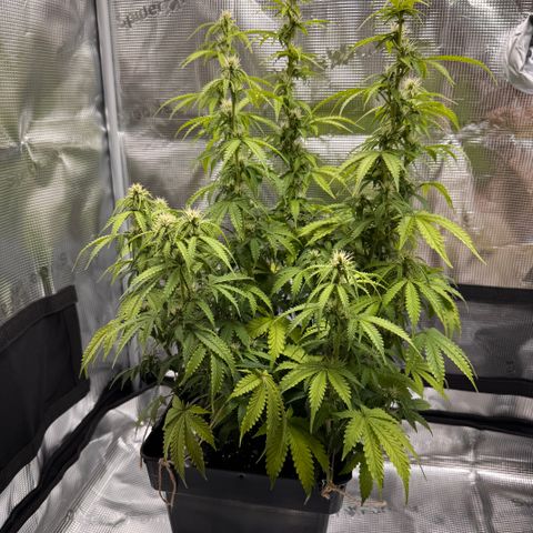 Fat Banana Auto #1 -89g growlog photo: 15:57