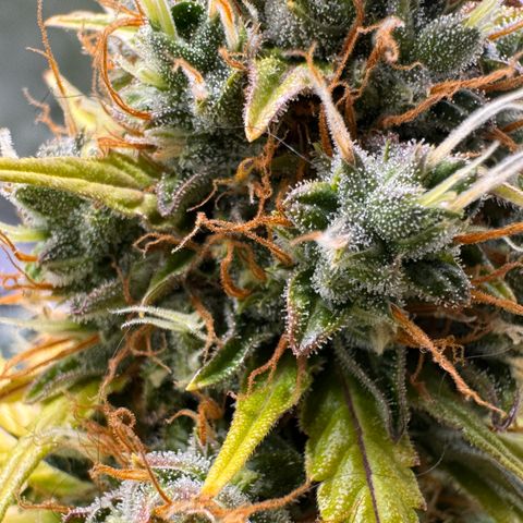 Cookies Gelato Auto #1 -41,5g growlog photo: 20:23
