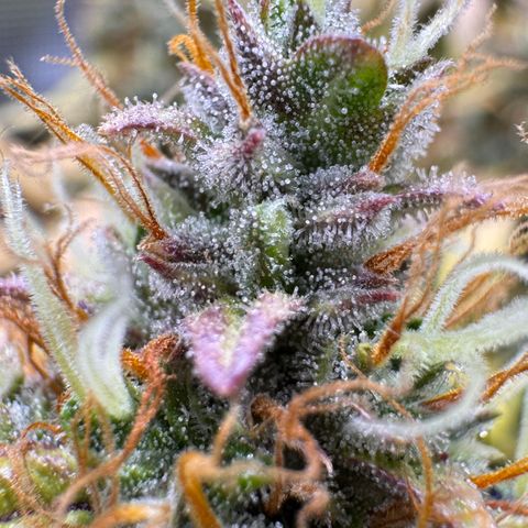 Cookies Gelato Auto #1 -41,5g growlog photo: 15:43