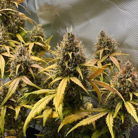 Cookies Gelato Auto #1 -41,5g growlog photo: 18:00
