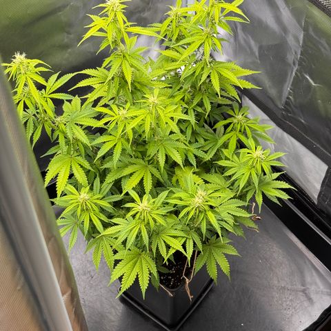 Fat Banana Auto #1 -89g growlog photo: 16:22