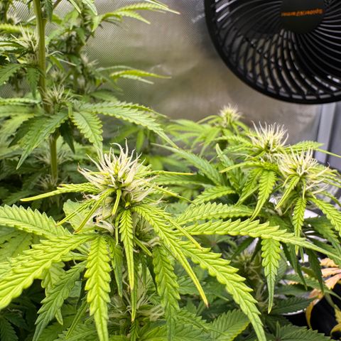 Fat Banana Auto #1 -89g growlog photo: 18:20