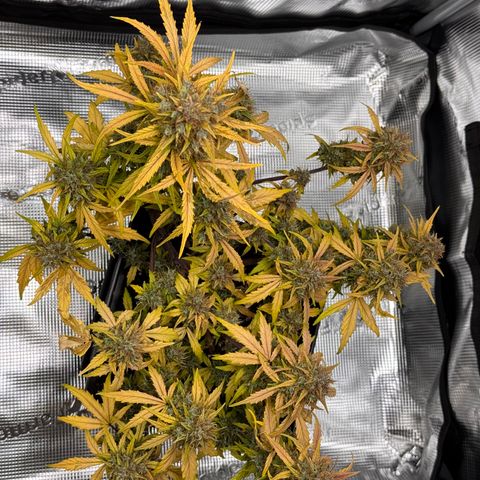 Cookies Gelato Auto #1 -41,5g growlog photo: 15:43