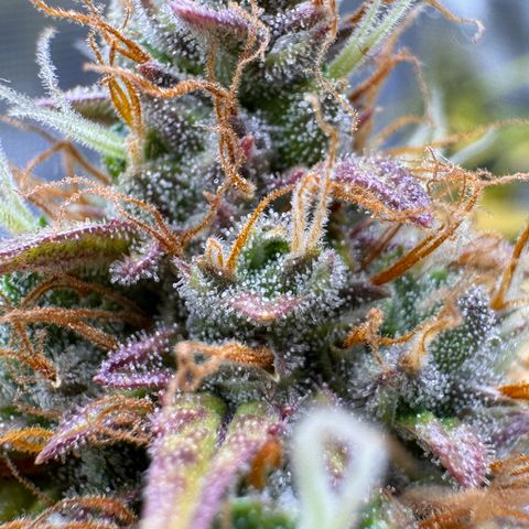Cookies Gelato Auto #1 -41,5g growlog photo: 15:43