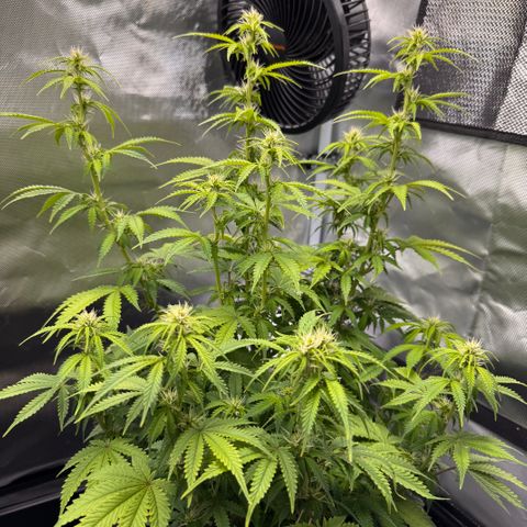 Fat Banana Auto #1 -89g growlog photo: 16:22