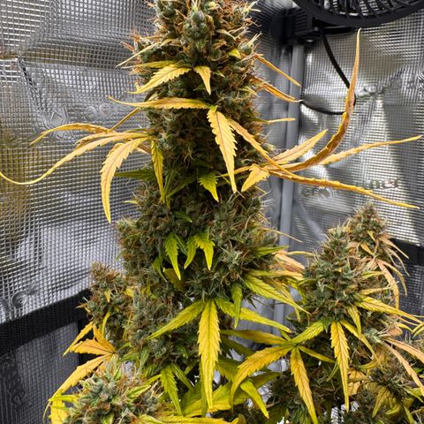 Cookies Gelato Auto #1 -41,5g growlog photo: 15:43